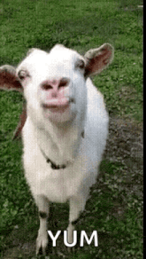 1000021054.gif