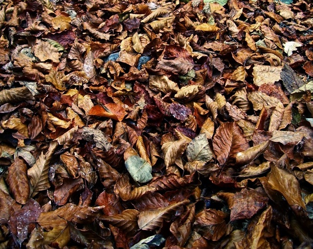 1091269-jesenska.JPG