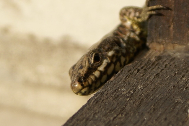 1214497-DSC01164.JPG