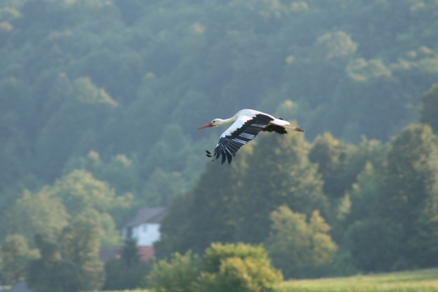1553295-IMG_6156.JPG