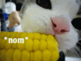 1716493-fun-0005.gif