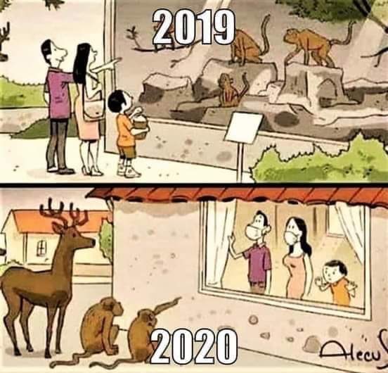 2019 2020 zivali ljudje zaprti.jpg