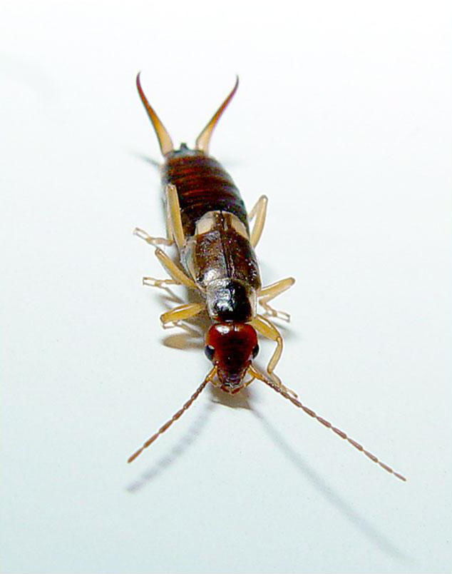 897675-Forficulaauricularia-1.jpg