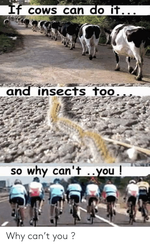 cows-can-do-it-and-insects-too-so-why-cant-56695743.png