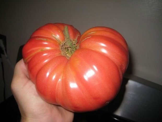 k paradajz (1).jpg