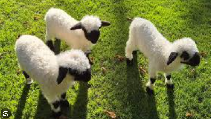 Posnetek zaslona 2025-12-11 132339.png