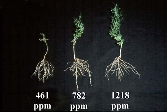 ThreePlantComparisionMoreCO2.jpg