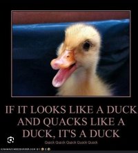 quack.jpeg quack.jpeg
