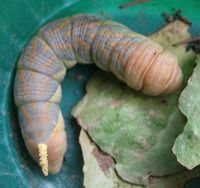 2459744-hornworm.jpg