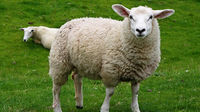 2623365-sheep-white-offal.jpg
