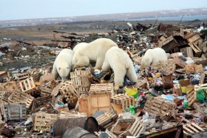 polarbear-eat-garbage.jpg